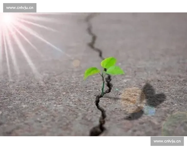 破茧成蝶:在磕碰中淬炼生命的韧性 破茧成蝶:在磕碰中淬炼生命的韧性